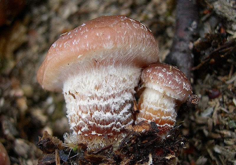Ultime specie 2005